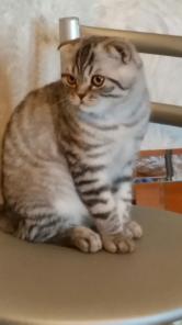 Шотландский вислоухий котик Фил