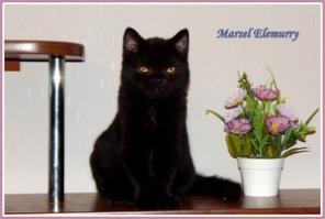 Шотландские котята-мальчики.