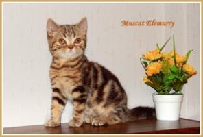Шотландские котята-мальчики.