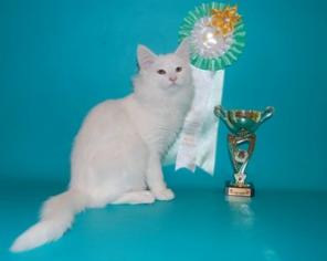 Котята породы Норвежская лесная