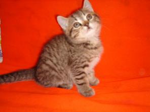 Шотландский крупный котик - нежный леопарденок!