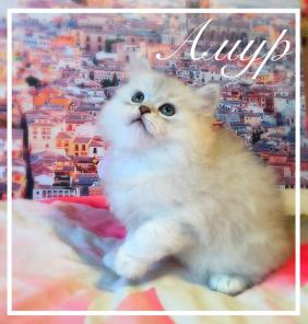 Котята британские серебристые шиншиллы