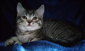 Британские котята 8000руб,Вязка