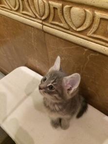 Котята девочки в добрые руки