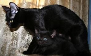 Европейская короткошерстная