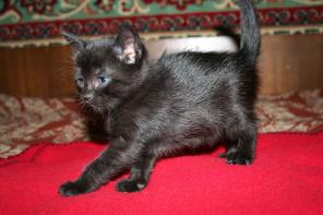 Европейская короткошерстная