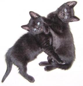 Черные котята