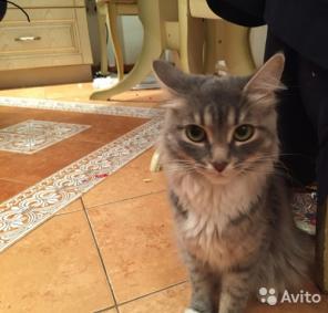 Отдадим в добрые руки кошку