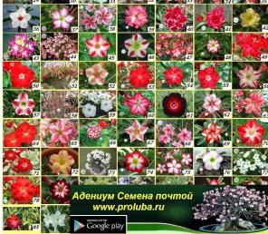 Адениум самые необычные экзотические комнатные цветы