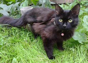 Котик Марсик в заботливые руки.