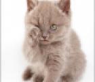клубные котята питомника""sweettoy""