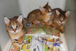 Котята камышового кота из питомника.