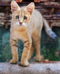 Котята камышового кота из питомника.