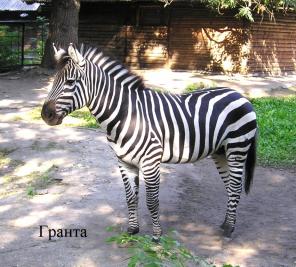 Продажа.Зебры-Гранта,Греви,Чапмана.