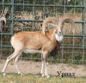 Продажа козлов-Муфлон,Уриал,Винторогий,Сибирский,Голубой баран.