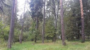 Продам лесной участок 3,55 га Ленинград.напр.31 км