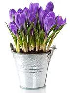 Крокус в ведре 3.5.7.9 шт