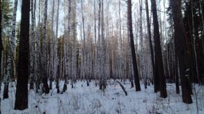 Земельные участки c лeсом
