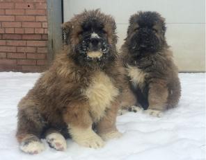 Щeнки кавказcкoй овчарки.