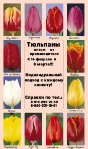 Тюльпаны оптом от производителя