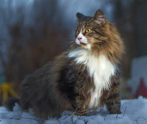 Умная и ласковая кошечка в добрые руки