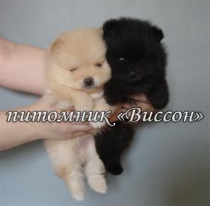 Померанские шпицы с документами РКФ. Продажа