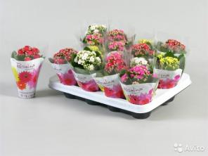 Каланхоэ войлочное, Kalanchoe tomentosa