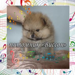 Настоящий курносый медвежонок