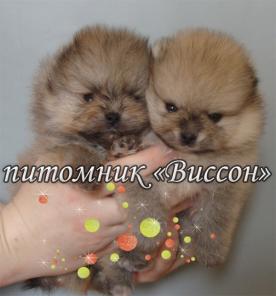 Щенки шпица для выставок и разведения