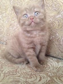 Британские котята