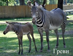 Из питомника зебры.Гранта,греви,чампана.