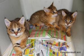 Камышовый кот.Котята из зоопитомника.