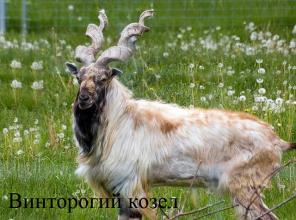 Продажа.Козлы.Сибирский,голубой баран.