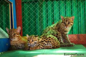 Кот-рыболов.Котята из зоопитомника.