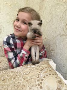 Милейший котёнок породы "Невская Маскарадная"