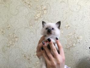 Милейший котёнок породы "Невская Маскарадная"