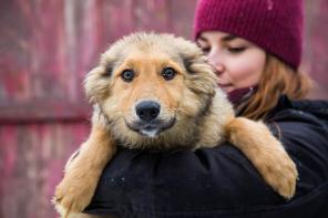 Сногсшибательные щенки ищут хозяев!