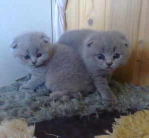 Шотландские котята