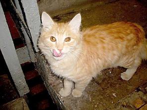 Котик - рыжее золото – Моцарт!