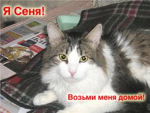 Котик-облачко! Пушистый домашний котик, серый с белым – налетай!