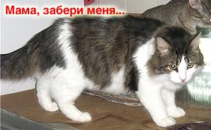 Котик-облачко! Пушистый домашний котик, серый с белым – налетай!