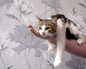 Котята-позитивчики - в добрые руки!