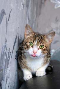 Котята-позитивчики - в добрые руки!