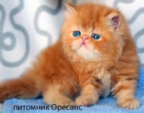 Персидский котик красный мрамор