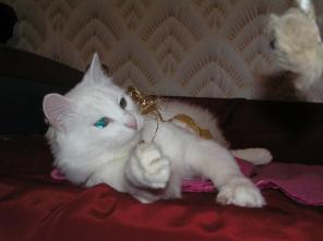 Белоснежная красивая кошечка - Белочка