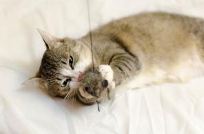 Настоящий русский кот в дар