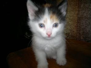 Котята в добрые руки!