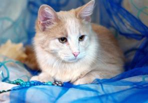 Котенок Лоуренс - готов стать домашним оберегом.