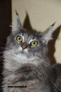 Котята Мейн кун