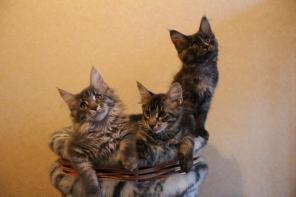 Котята мейн-кун